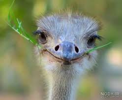 تاثیر روغن شترمرغ بر بدن